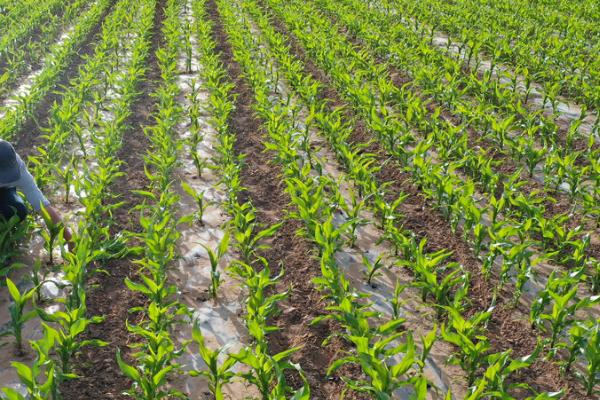 玉米种深了会怎么样,可采用补苗的方式进行补救