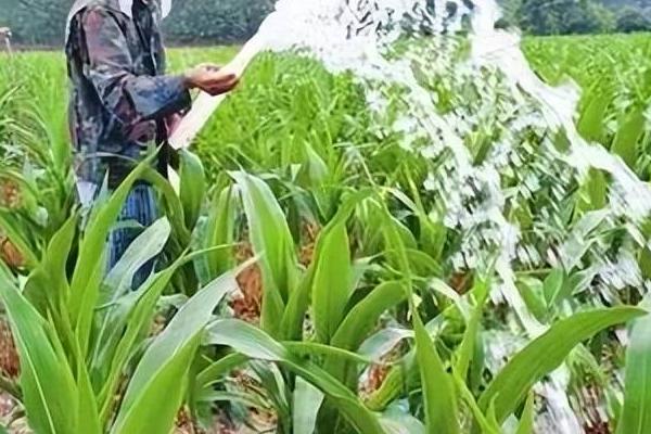 玉米种深了会怎么样,可采用补苗的方式进行补救