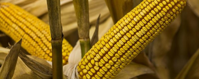 秦白糯1号玉米品种简介