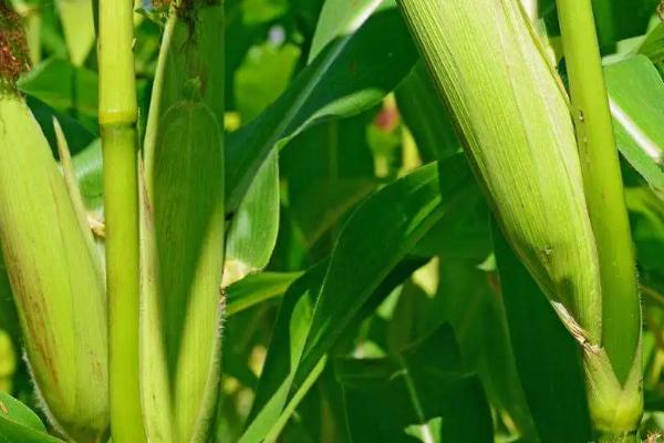 秦白糯1号玉米品种简介，中抗小斑病