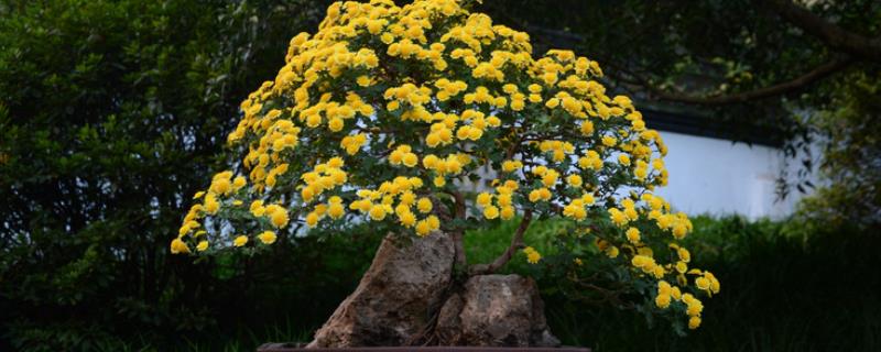 盆栽菊花的叶片为什么会脱落