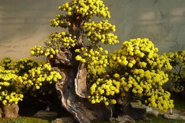 盆栽菊花的叶片为什么会脱落，可能是温度和光照条件不适所导致