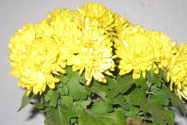 盆栽菊花的叶片为什么会脱落，可能是温度和光照条件不适所导致