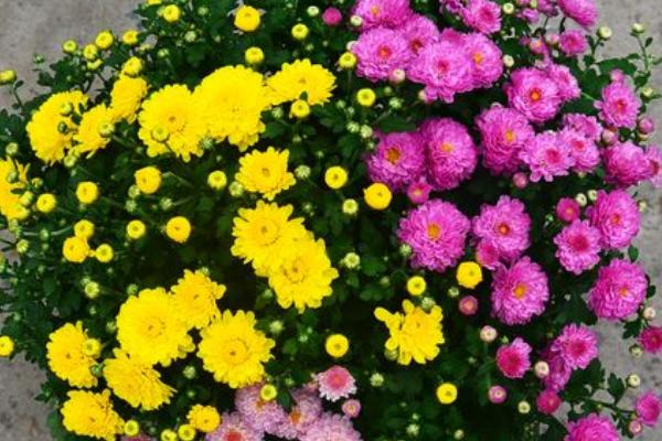 盆栽菊花的叶片为什么会脱落，可能是温度和光照条件不适所导致