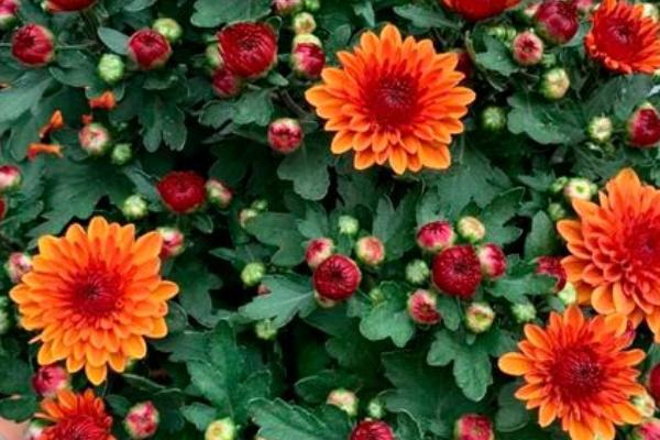 盆栽菊花的叶片为什么会脱落，可能是温度和光照条件不适所导致