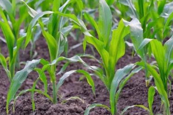 雨禾6号玉米种简介，适宜密度为3000株/亩左右