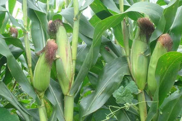 雨禾6号玉米种简介，适宜密度为3000株/亩左右