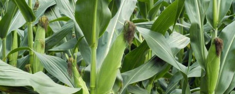 冀糯163玉米种子介绍