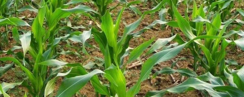 珍甜糯80玉米品种的特性