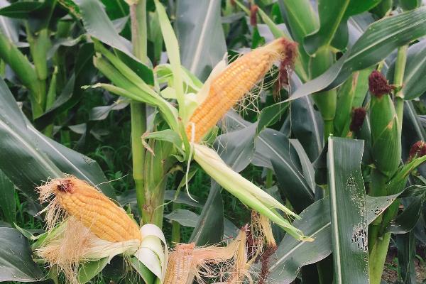 万糯2013玉米品种的特性，注意防治瘤黑粉病和丝黑穗病