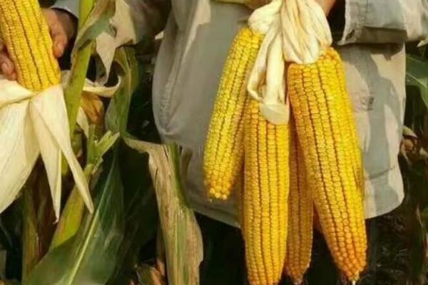 真蜜甜899玉米种子介绍,适宜密度为3700株/亩左右