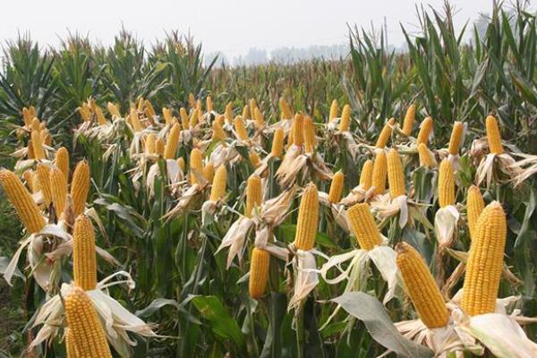 真甜糯1号玉米品种的特性，适宜密度为3500株/亩左右