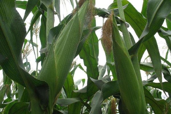 真甜糯1号玉米品种的特性，适宜密度为3500株/亩左右