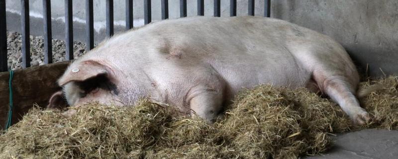 猪生病几天不吃东西怎么办