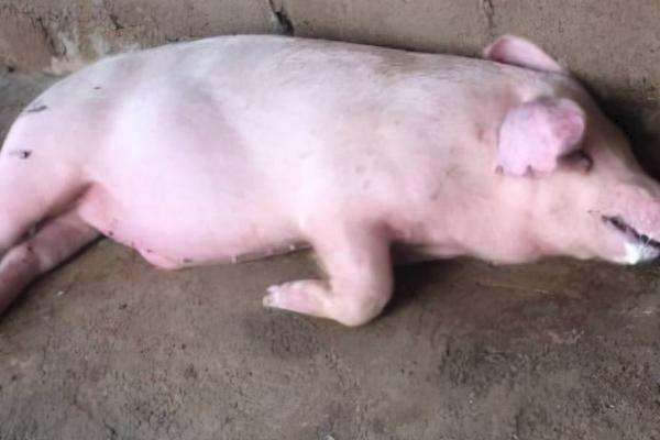 猪生病几天不吃东西怎么办，要找准原因对症治疗