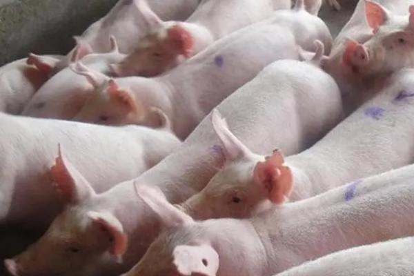 猪生病几天不吃东西怎么办，要找准原因对症治疗