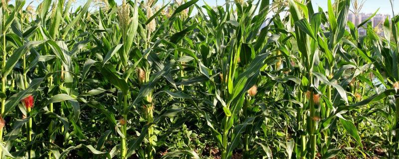 邯甜糯676玉米种子特点