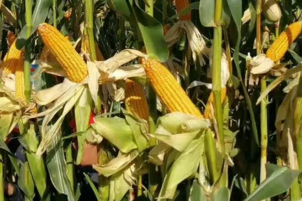 智慧粮玉999玉米品种简介，适宜密度为4000株/亩左右