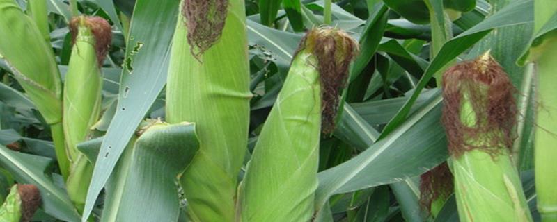 京石211玉米种子简介