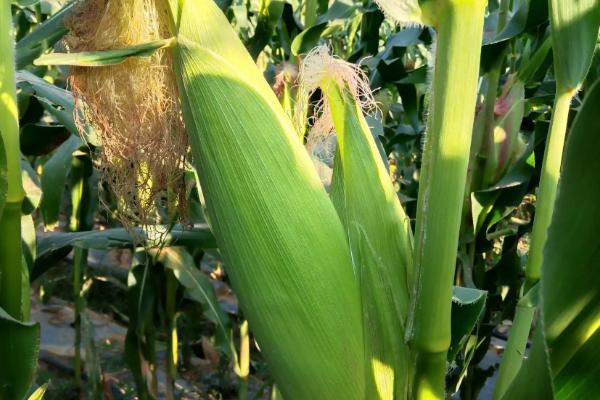 富中16玉米品种的特性，中抗大斑病