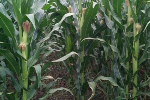 冀农985玉米种子特点，生育期105天左右