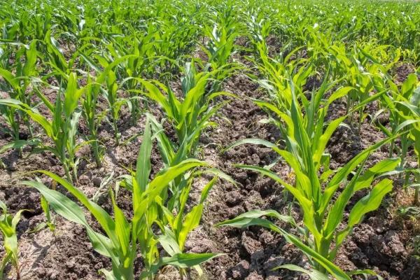 冀农985玉米种子特点，生育期105天左右