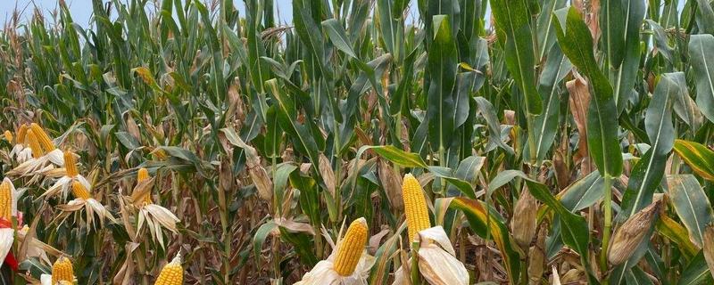 蠡玉256玉米品种的特性