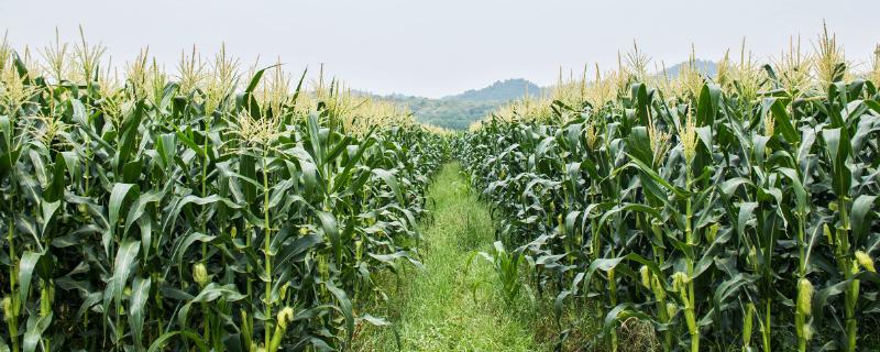 英玉1358玉米品种简介