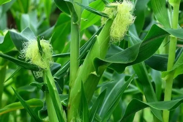 农研2101玉米种子特征特性，适宜播期为6月5日~20日