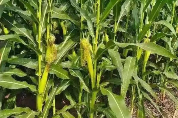 农研2101玉米种子特征特性，适宜播期为6月5日~20日