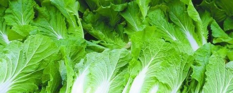 哪些蔬菜适合在6月份种植