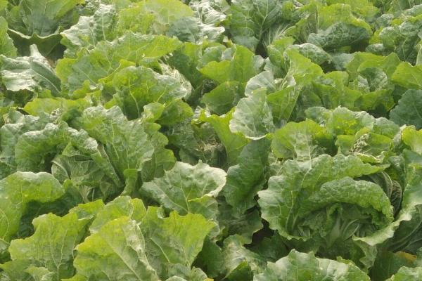 哪些蔬菜适合在6月份种植，包括白菜、萝卜、黄瓜、豇豆等品种