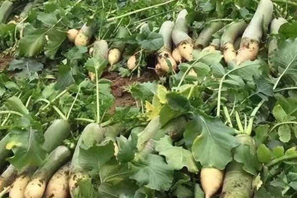 哪些蔬菜适合在6月份种植，包括白菜、萝卜、黄瓜、豇豆等品种