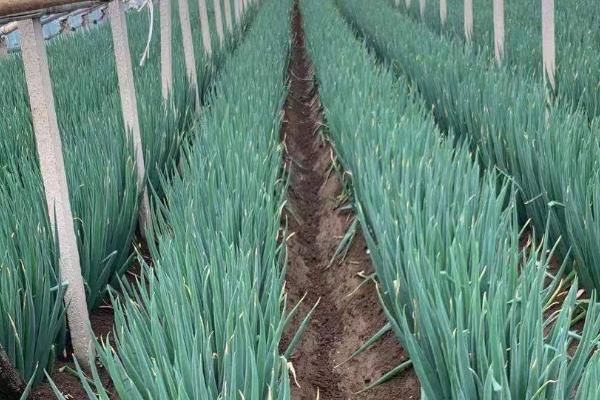 哪些蔬菜适合在6月份种植，包括白菜、萝卜、黄瓜、豇豆等品种