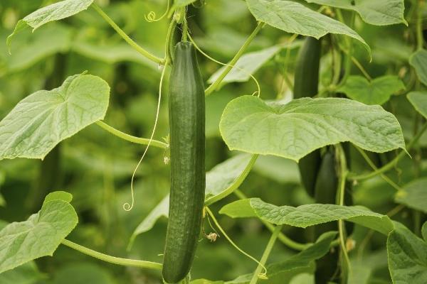 哪些蔬菜适合在6月份种植，包括白菜、萝卜、黄瓜、豇豆等品种