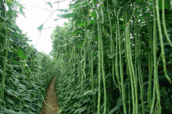 哪些蔬菜适合在6月份种植，包括白菜、萝卜、黄瓜、豇豆等品种