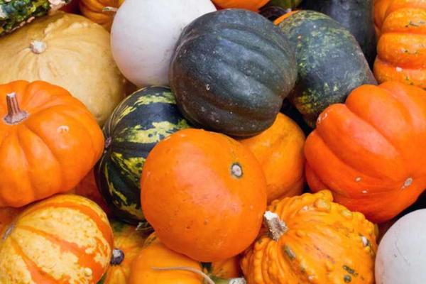 哪些蔬菜适合在6月份种植，包括白菜、萝卜、黄瓜、豇豆等品种