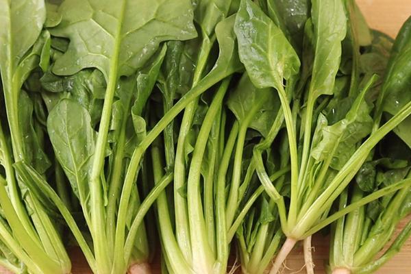 哪些蔬菜适合在6月份种植，包括白菜、萝卜、黄瓜、豇豆等品种