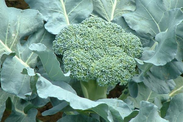 哪些蔬菜适合在6月份种植，包括白菜、萝卜、黄瓜、豇豆等品种