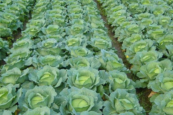 哪些蔬菜适合在6月份种植，包括白菜、萝卜、黄瓜、豇豆等品种