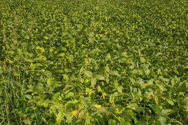 石黑豆9号大豆种子简介，播种深度3～5厘米