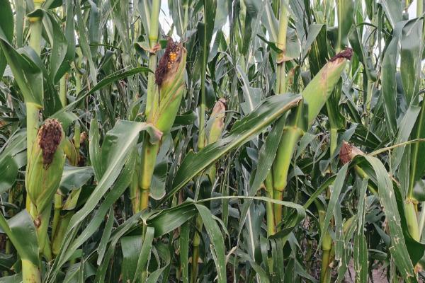 锋玉109玉米品种简介，适宜播种期4月下旬—5月上旬