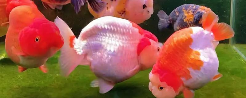 让兰寿金鱼出墨的方法