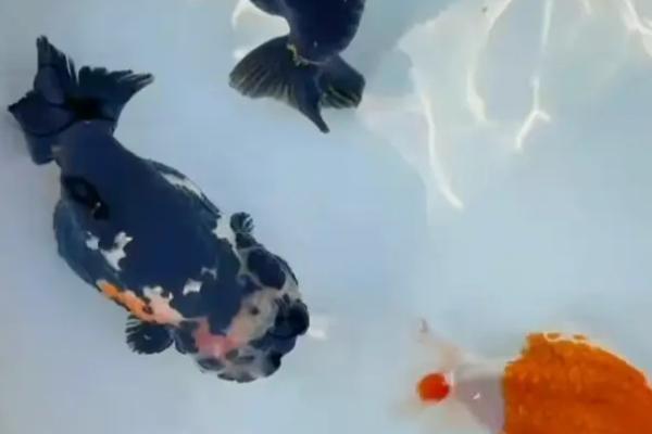 让兰寿金鱼出墨的方法，关键是要正确喂食
