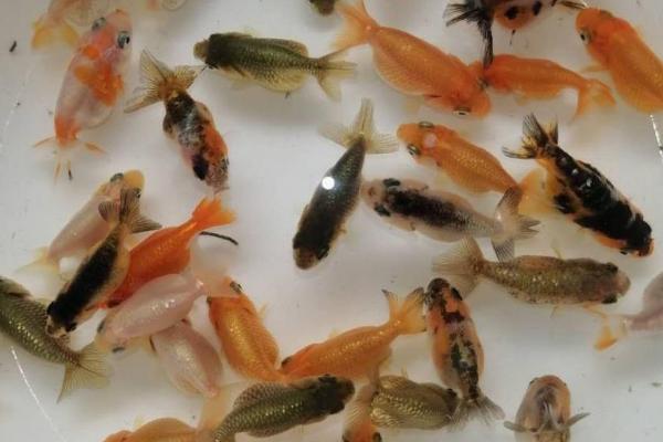 让兰寿金鱼出墨的方法，关键是要正确喂食