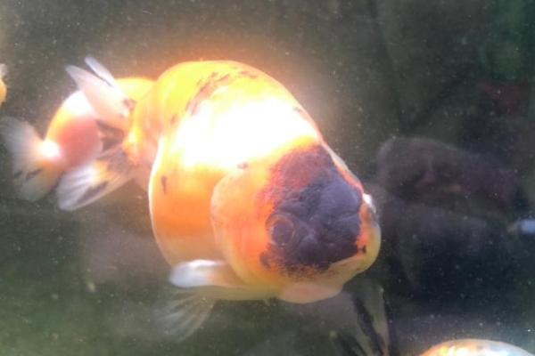 让兰寿金鱼出墨的方法，关键是要正确喂食