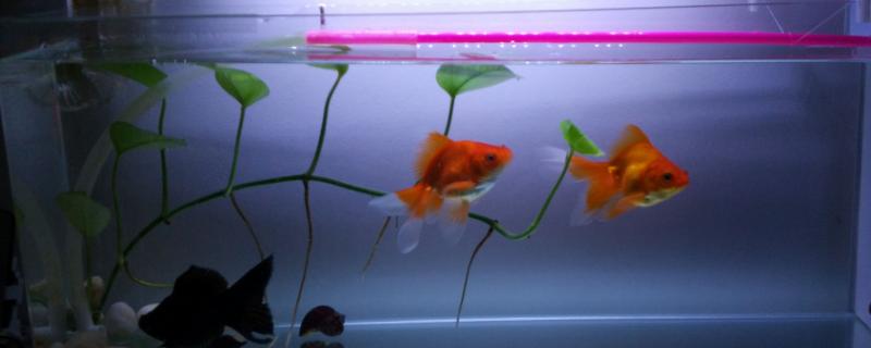 鱼缸底滤好还是上滤好