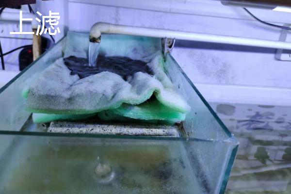 鱼缸底滤好还是上滤好，各有优势