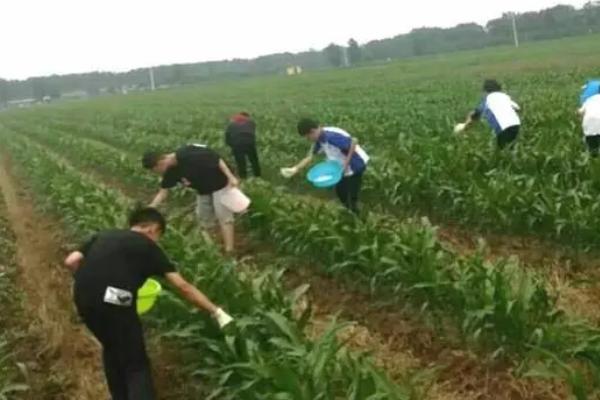 玉米地蜗牛怎么消灭，数量少可以人工捕捉