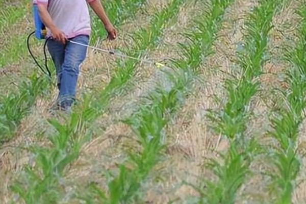 玉米地蜗牛怎么消灭，数量少可以人工捕捉